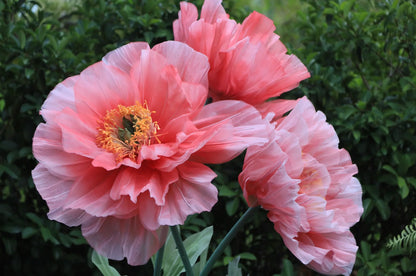 Reuzenpioenrozen in levendige tinten roze