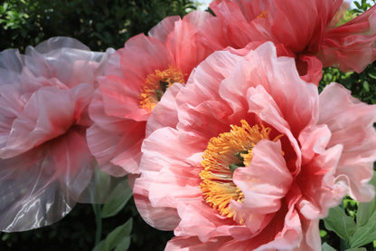 Reuzenpioenrozen in levendige tinten roze